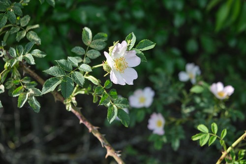Blooming dog rose